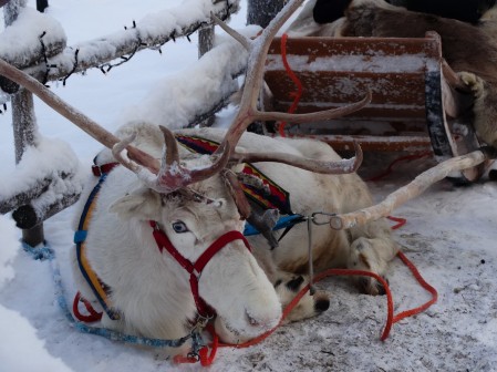 Renifery w Santa Claus Village