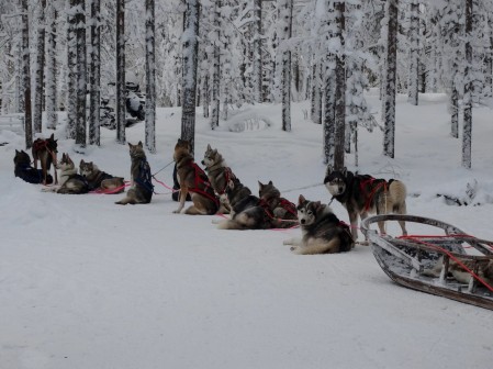 Husky w Santa Claus Village