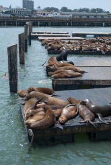 Pier 39