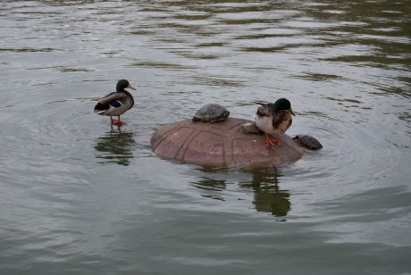 Golden Gate Park