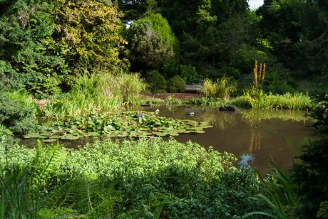 San Francisco Botanical Garden