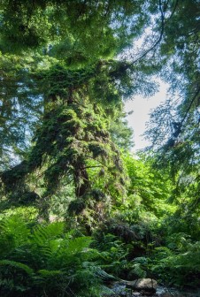 San Francisco Botanical Garden