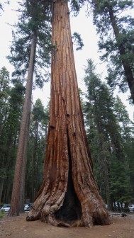 Yosemite Mariposa Grove