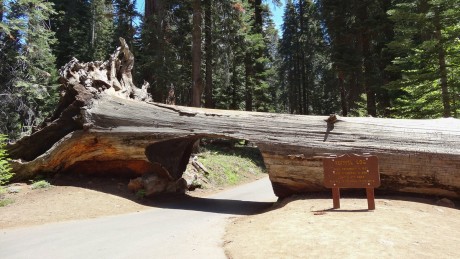 Sequoia National Park - Tunnel Log