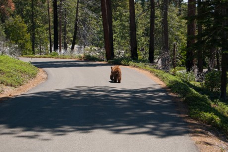 Sequoia National Park - Black Bear