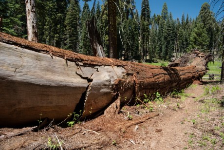 Sequoia National Park - Crescent Meadow