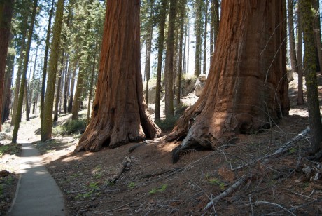 Sequoia National Park - Crescent Meadow