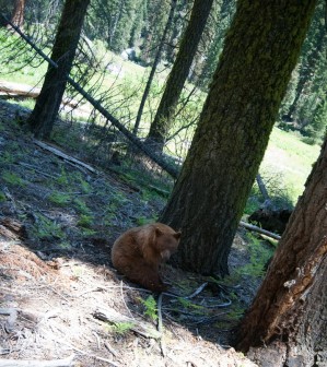 Sequoia National Park - Crescent Meadow