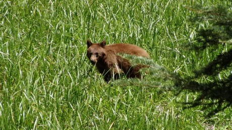 Sequoia National Park - Crescent Meadow