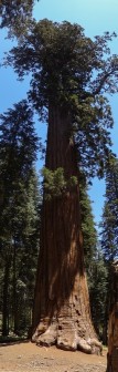 Sequoia National Park - Crescent Meadow