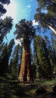 Sequoia National Park - General Sherman
