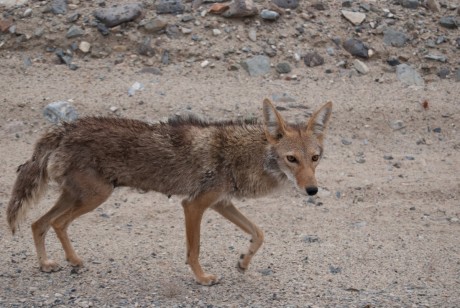 Kojot w drodze z Titus Canyon do Panamint Springs