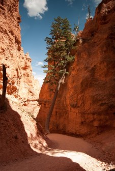 Navajo Loop Bryce