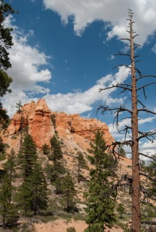 Navajo Loop Bryce