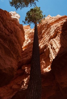 Navajo Loop Bryce