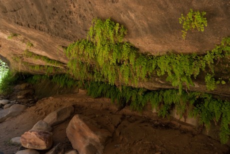 The Narrows Bottom to Up w Zion