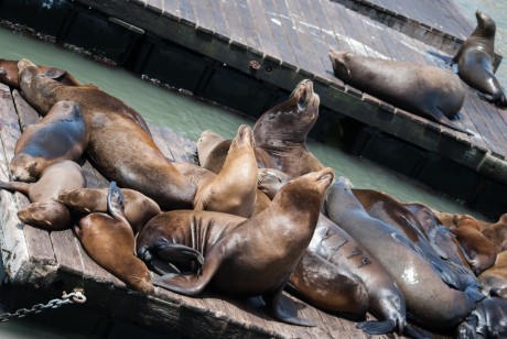 Pier 39 - San Francisco