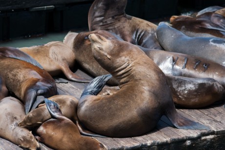 Pier 39 - San Francisco