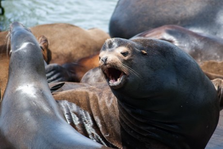 Pier 39 - San Francisco