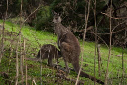 Tower Hill Wildlife Reserve