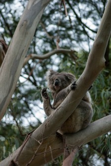 Tower Hill Wildlife Reserve