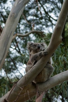 Tower Hill Wildlife Reserve