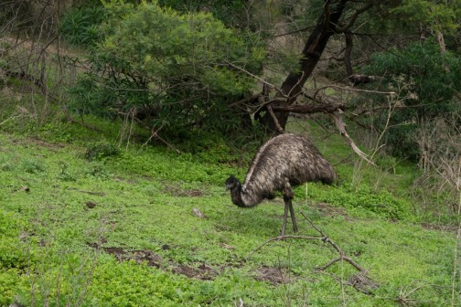Tower Hill Wildlife Reserve
