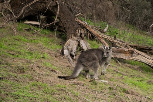 Tower Hill Wildlife Reserve